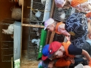 Tygryski w zagrodzie edukacyjnej 