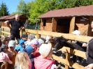 Wizyta dzieci z grupy Smerfów i Pszczółek w Atis Alpakoterapia 15,16.05.2024 r