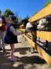 Wizyta dzieci z grupy Smerfów i Pszczółek w Atis Alpakoterapia 15,16.05.2024 r