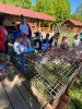 Wizyta dzieci z grupy Smerfów i Pszczółek w Atis Alpakoterapia 15,16.05.2024 r