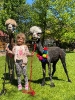 Wizyta dzieci z grupy Smerfów i Pszczółek w Atis Alpakoterapia 15,16.05.2024 r