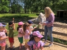 Wycieczka Żabek do Zagrody Edukacyjnej Wieś.co 27.05.24r.