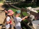 Wycieczka Żabek do Zagrody Edukacyjnej Wieś.co 27.05.24r.