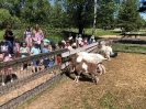 Wycieczka Żabek do Zagrody Edukacyjnej Wieś.co 27.05.24r.