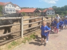 Wycieczka Delfinków do Kompleksu Świętokrzyska Polana 24.05.24r.