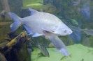 DSCF1363