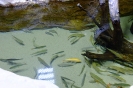 DSCF1369