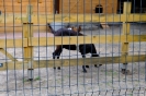 Pszczółki odwiedzają alpaki - 24.06.2025
