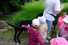 Pszczółki odwiedzają alpaki - 24.06.2025