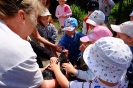 Pszczółki odwiedzają alpaki - 24.06.2025