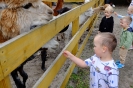 Pszczółki odwiedzają alpaki - 24.06.2025