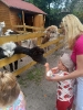 Smerfy odwiedzają alpaki - 23.06.2025