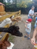 Smerfy odwiedzają alpaki - 23.06.2025