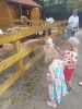 Smerfy odwiedzają alpaki - 23.06.2025