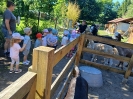 Pszczółki odwiedzają Alpaki 23.06.2026