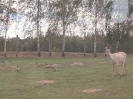 IMG-20260530-WA0148