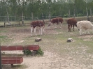 IMG-20260530-WA0151