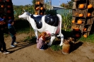 DSCF3752