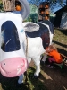 IMG-20260920-WA0065