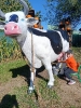 IMG-20260920-WA0097